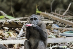 Juvenile Sulawesi macaque holding plastic © Teresa Romero