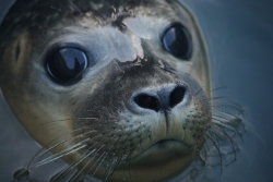 Close up image of a seal in the ocean