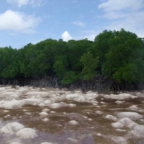 Mangrove forest seen from a river
