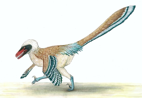 An illustration of a vectiraptor