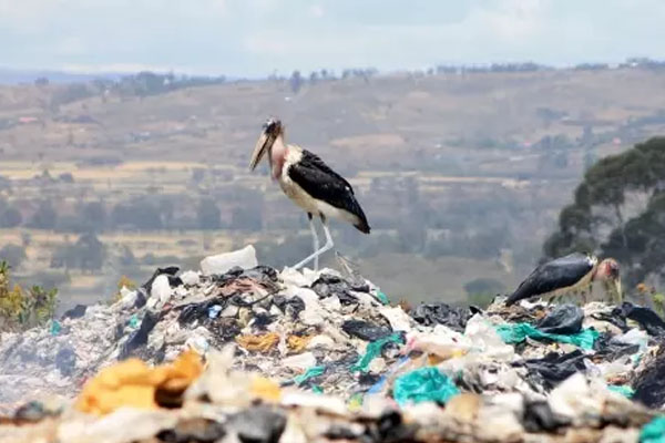 Large pile of plastic with bird on top