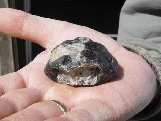 İlk yan boyunlu kaplumbağa İngiltere’de keşfedildi