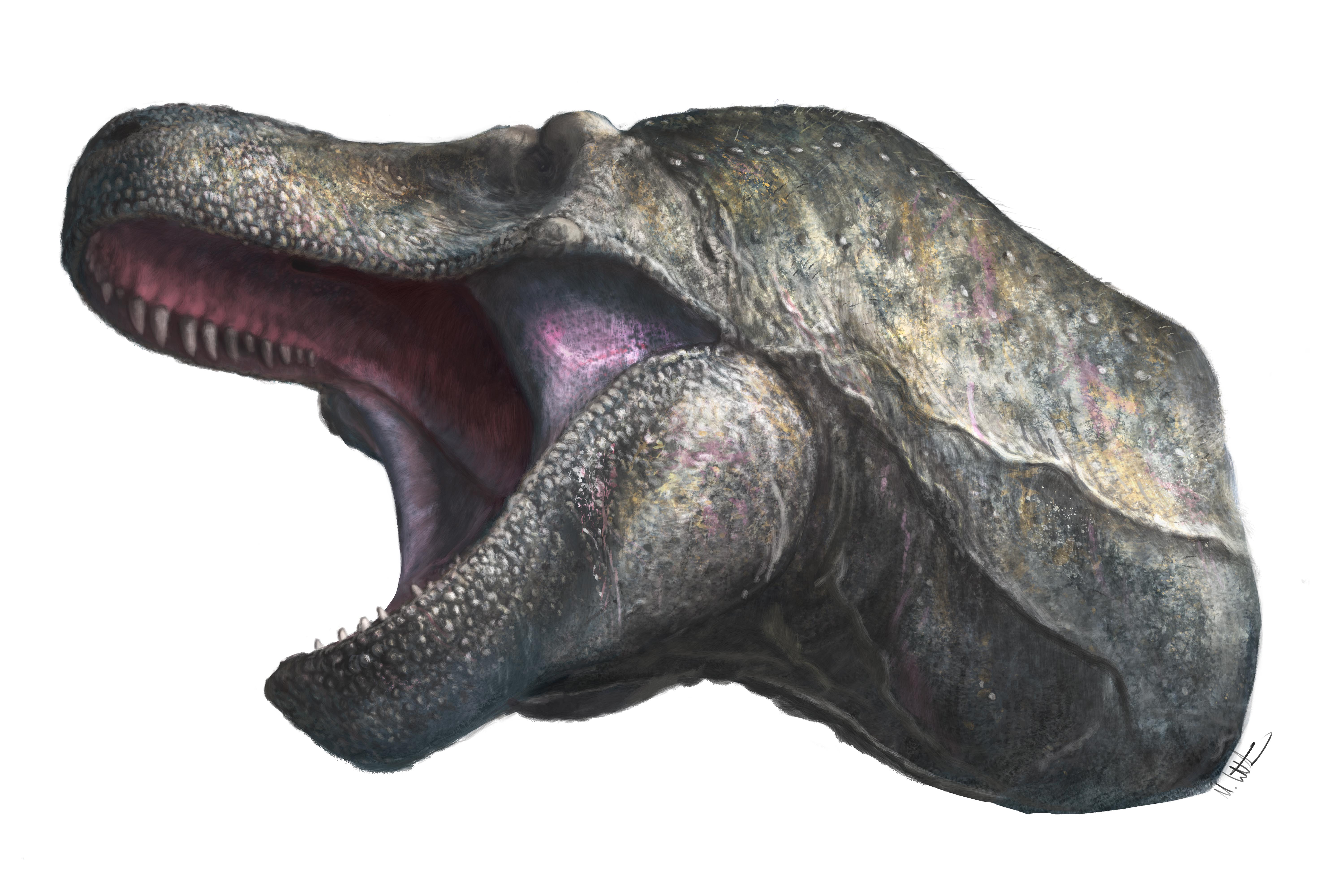 Tyrannosaurus rex and velociraptor may have had lips covering