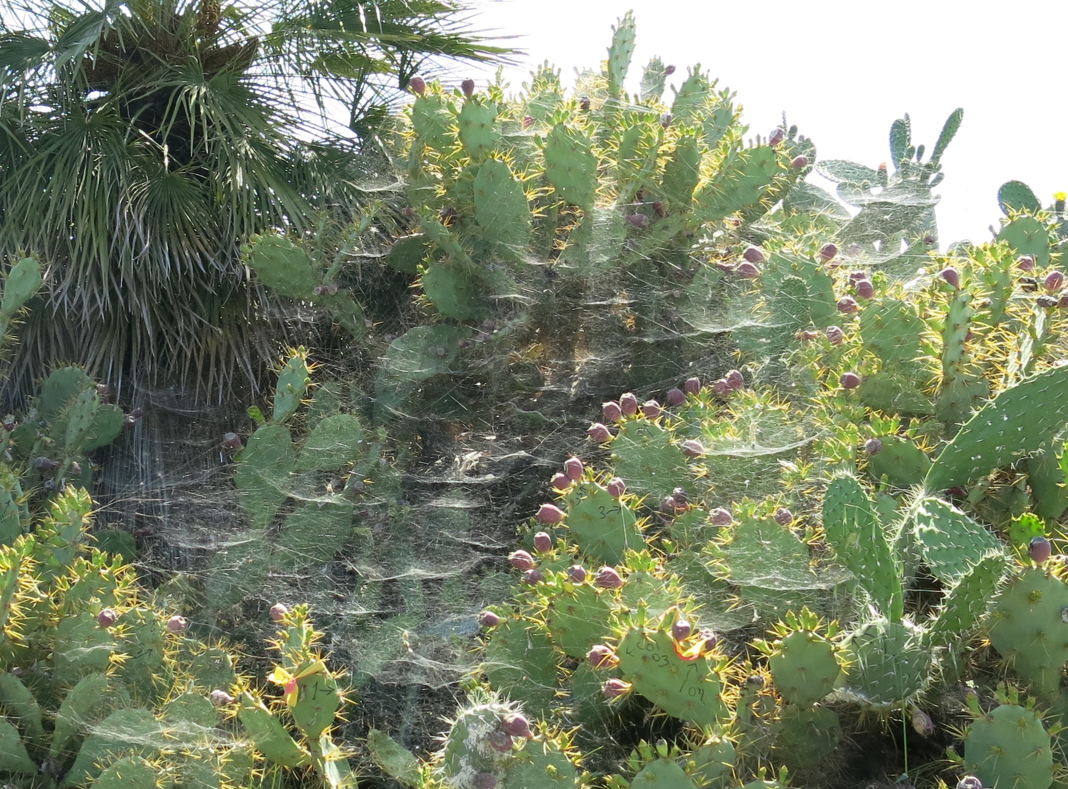 Investigating Community Food Webs: The Ecological Importance of Spiders -  Science Friday