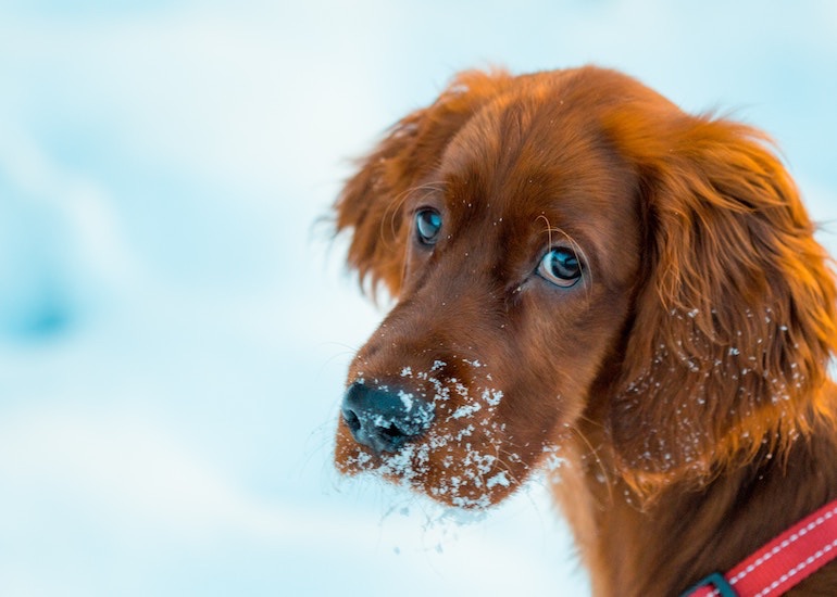 Puppy dog eye research in top 100 most influential studies all year | News