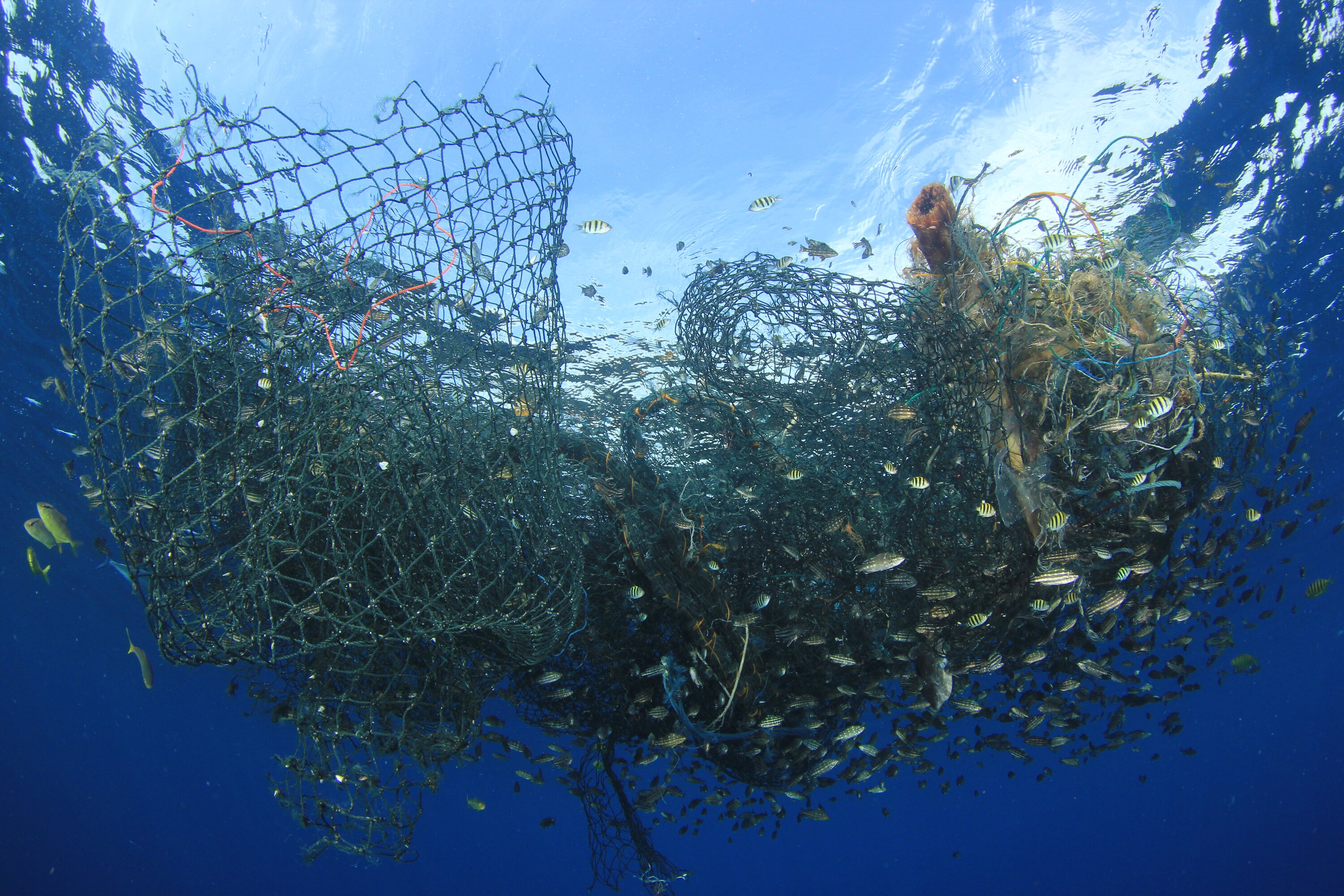 biodegradable fibres used for fishing nets Tubular Netting Reef Restoration Moving towards biodegradable fishing gear