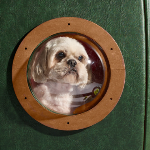 Dog in award-winning Barkitecture kennel