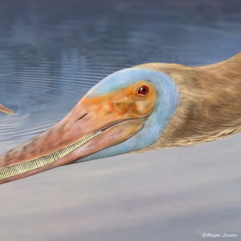 An artist's impression of an unusual new species of pterosaur, which had over 400 teeth that looked like the prongs of a nit comb.