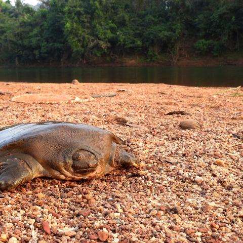 Cantor's giant softshell turtle