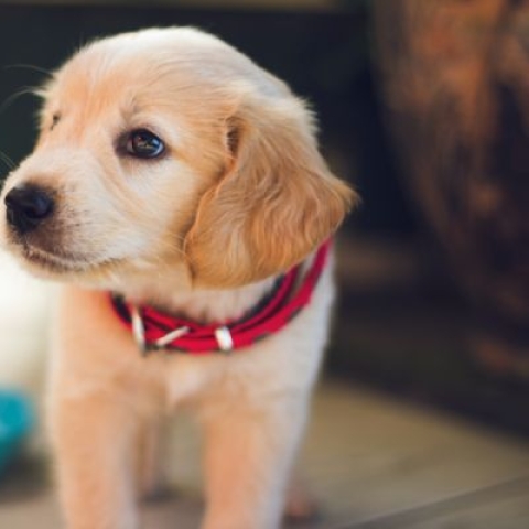 A puppy with a red collar