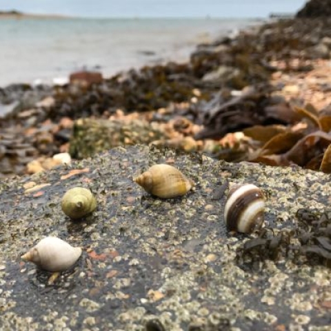 Dog whelks at on the coast at Eastney