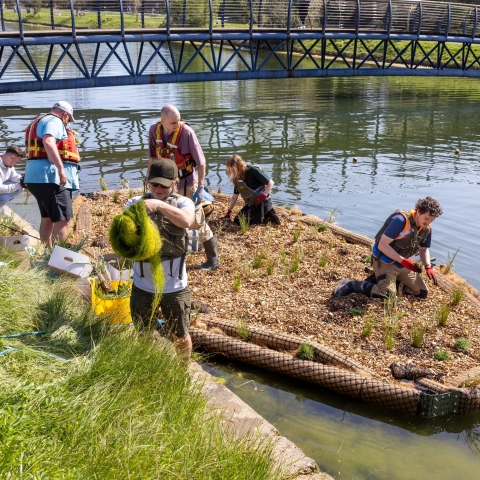 Students work together on a floating planting platform in a river, planting vegetation and collecting aquatic plant material beneath a pedestrian bridge.