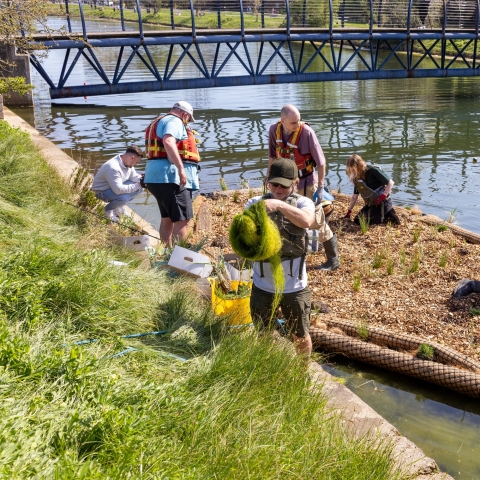 Students work together on a floating planting platform in a river, planting vegetation and collecting aquatic plant material beneath a pedestrian bridge.