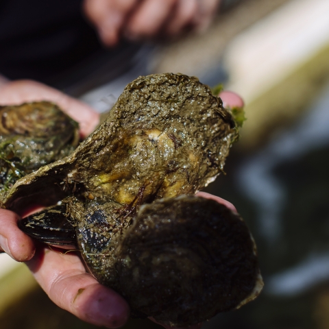 Picture of 3 oysters being held.