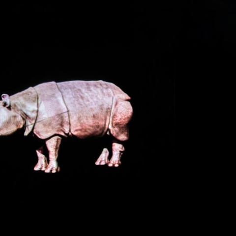 Hologram of rhino