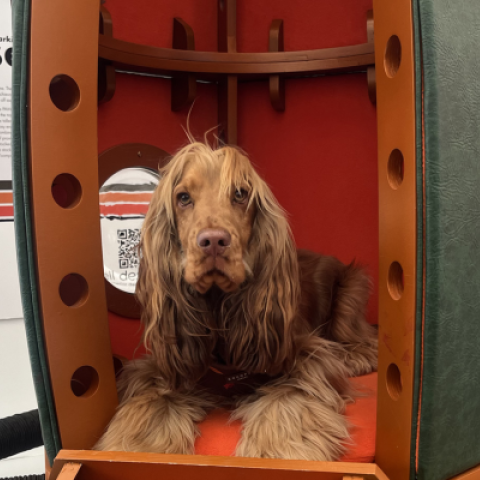 Dog in award-winning Barkitecture kennel