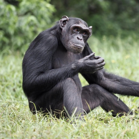 A female chimpanzee in the study called Medina looking at a camera