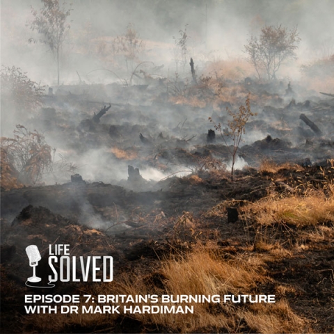 Smoke rising from the ground after a wildfire devastated a forest. Life Solved logo and title.