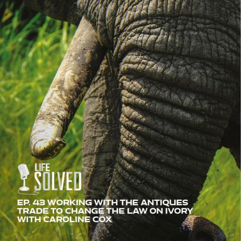 Close up of Elephant trunk and tusks. Life Solved logo and episode title on left.