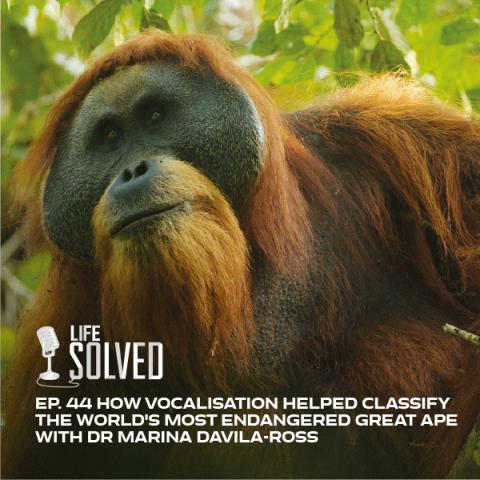 Close up of orangutan holding onto a branch. Life Solved logo and episode title on left.
