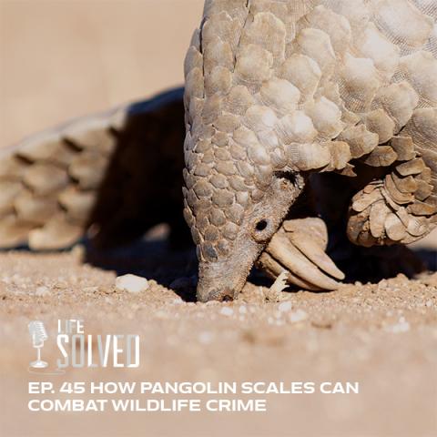 Close up of a pangolin. Life Solved podcast logo and episode title on left,