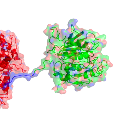 A representation of the PETase enzyme