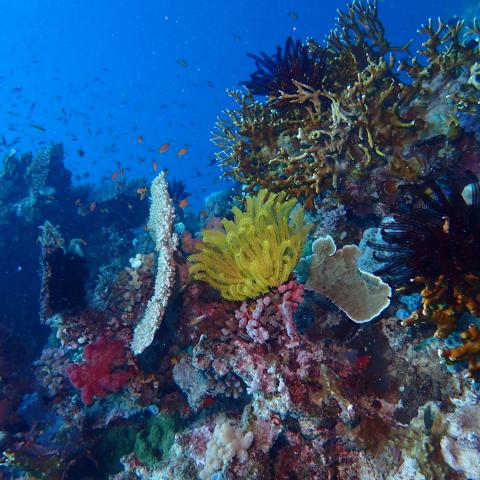 Image taken underwater, showing a marine ecosystem