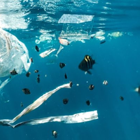 plastic waste in the ocean with fish swimming nearby