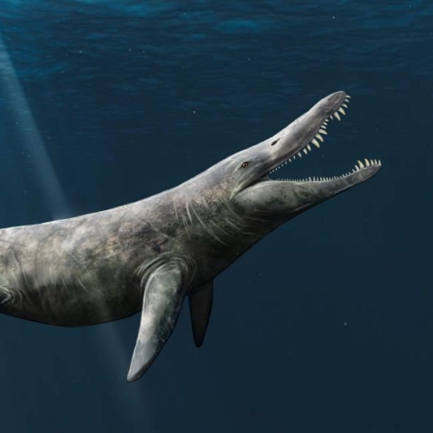 An artist’s impression of the pliosaur alongside a scuba diver