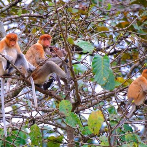 Community of Proboscis monkeys sitting in a tree.