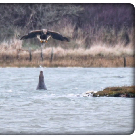 A seal spits at an eagle in a tidal estuary on the Isle of Wight 