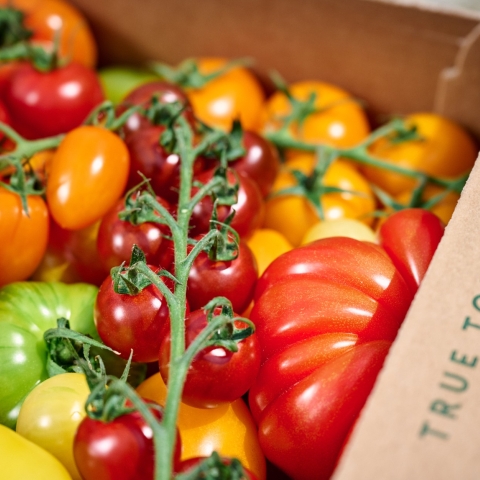 tomatoes