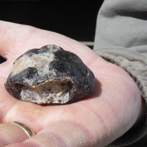 A man's hand holding a small turtle fossil, which looks like a grey and black stone