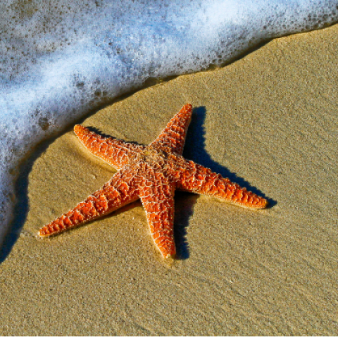 Starfish on a beach