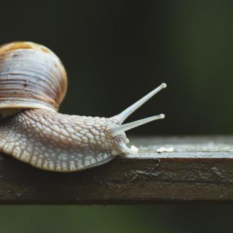 A snail moving along a piece of wood