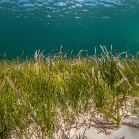 seagrass