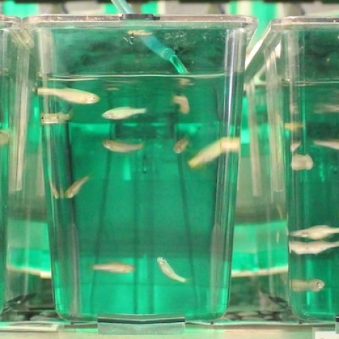 Zebrafish in tanks