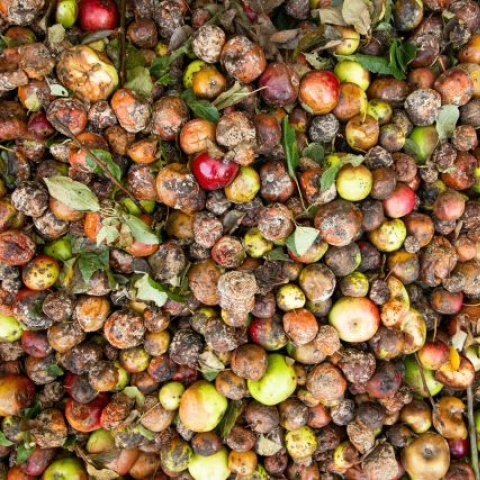 food waste