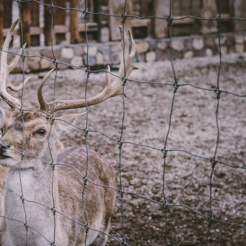 Hoofed animals in Captivity - Photo by Kristijan Arsov on Unsplash