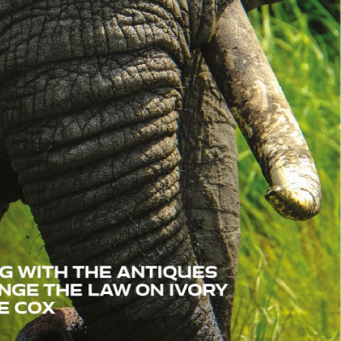 Life Solved- Ivory trade