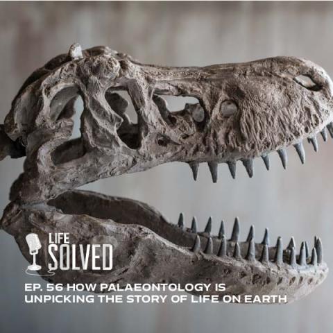 Close up of skeletal dinosaur head with jaw open. Life solved logo and title left corner.