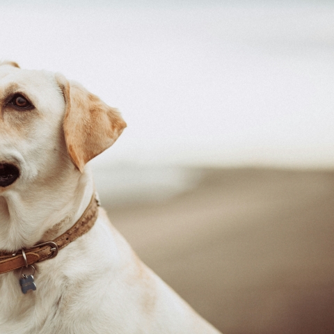 dog unsplash image