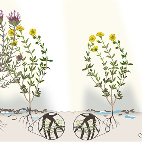 Diagram of plants and root stuctures