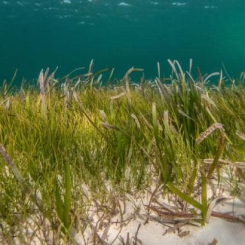 Seagrass at the bottom of a body of water