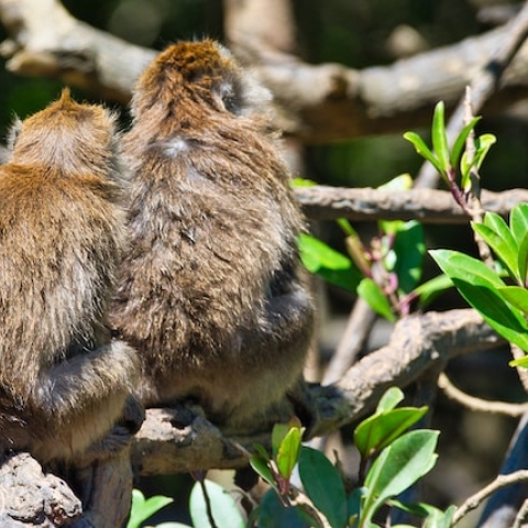 macaques on a branch