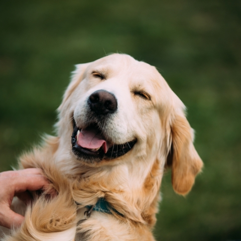 Smiling labrador dog