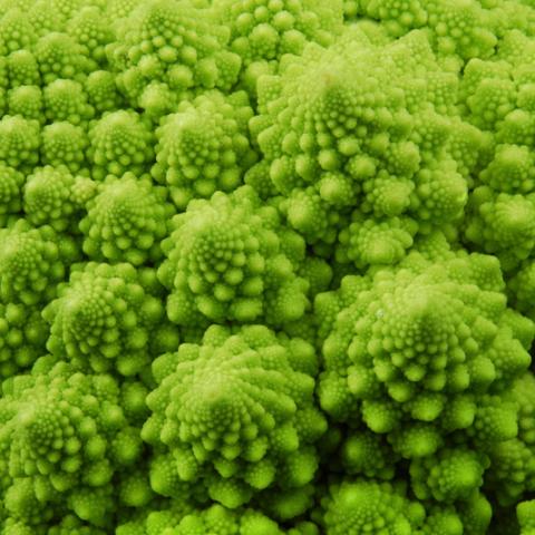 STANDARD LICENSE; PLEASE SEE ADDITIONAL ASSET FOR FULL LICENSE TERMS.

Romanesque broccoli macro