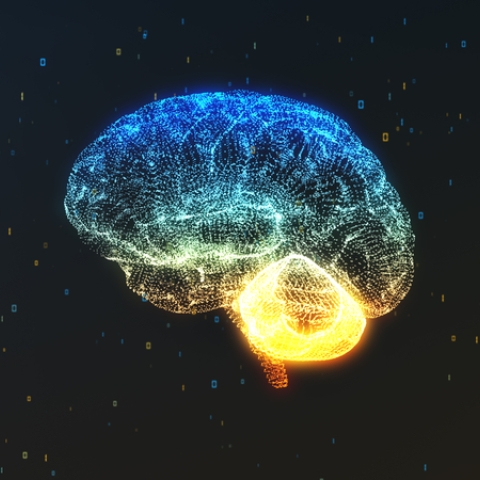 Brain rendering with neural connections