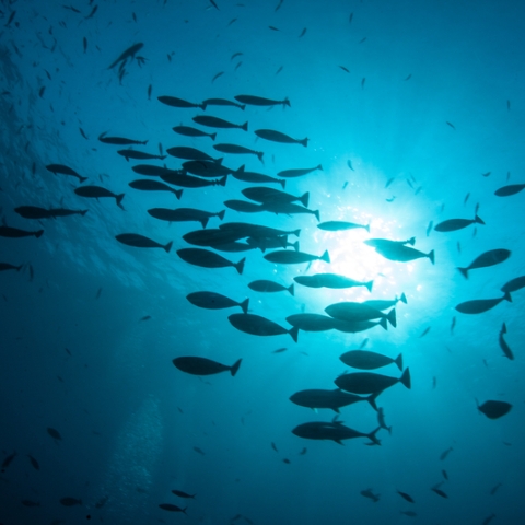 School of fish swimming in deep ocean