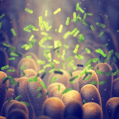 3D illustration of probiotics in gut to help system